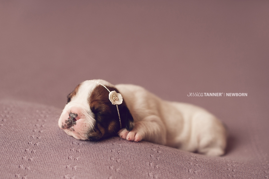 Newborn Photography Jessica Tanner Photography Atlanta Ga 1