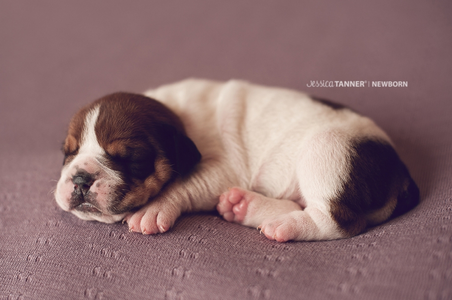 Newborn Photography Jessica Tanner Photography Atlanta Ga 2