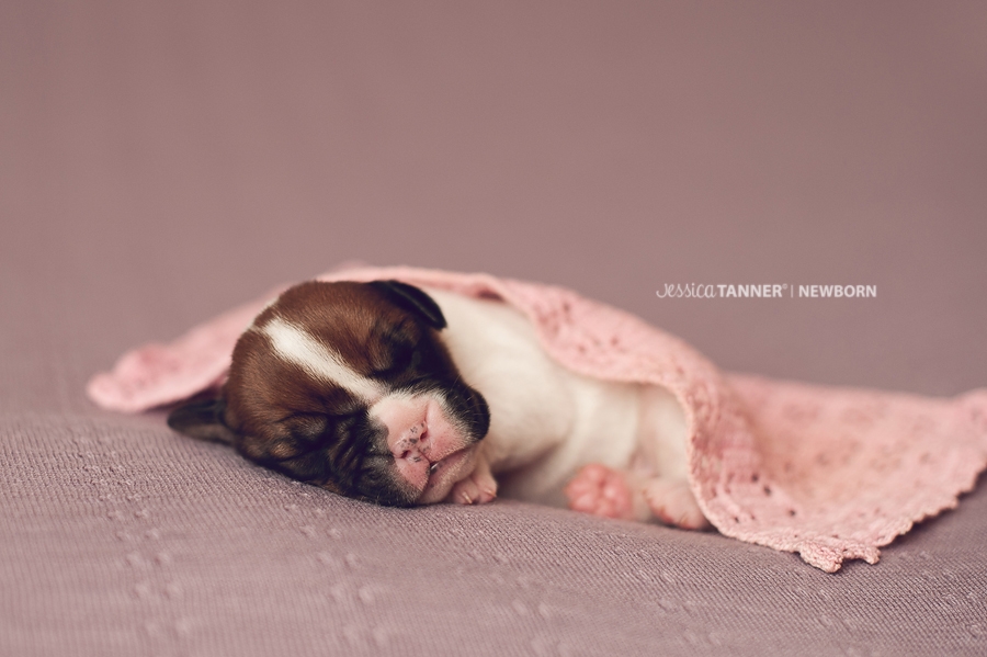 Newborn Photography Jessica Tanner Photography Atlanta Ga 5