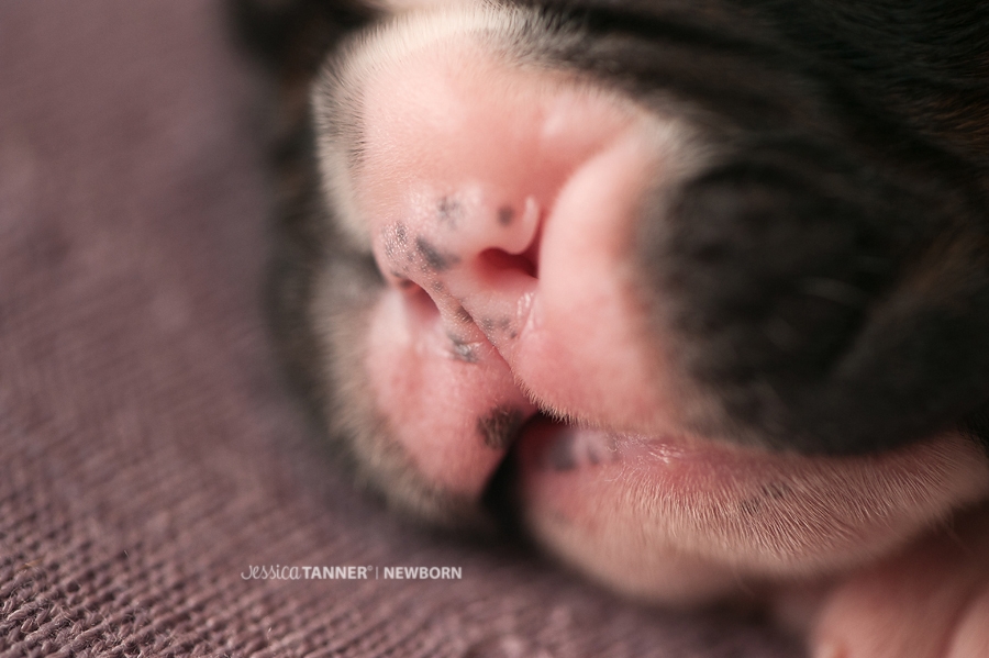 Newborn Photography Jessica Tanner Photography Atlanta Ga 7