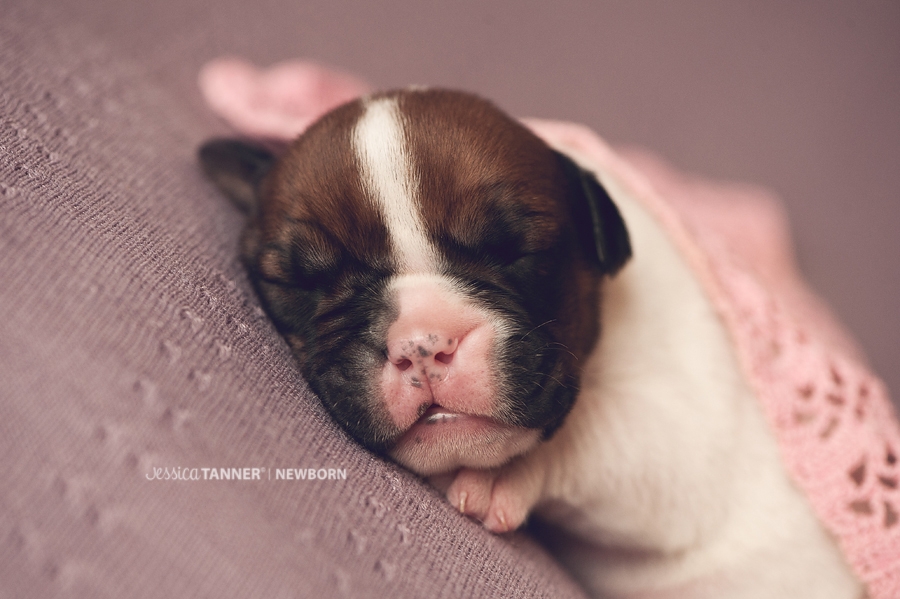 Newborn Photography Jessica Tanner Photography Atlanta Ga 8