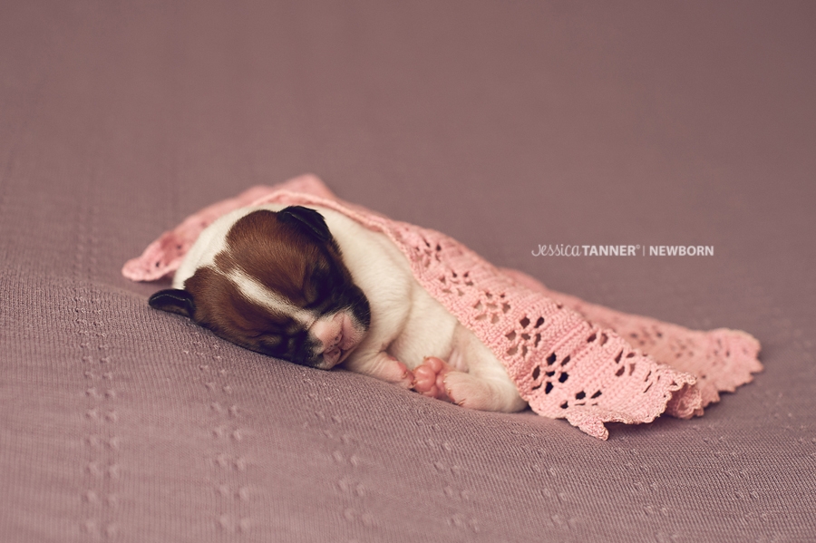 Newborn Photography Jessica Tanner Photography Atlanta Ga 9