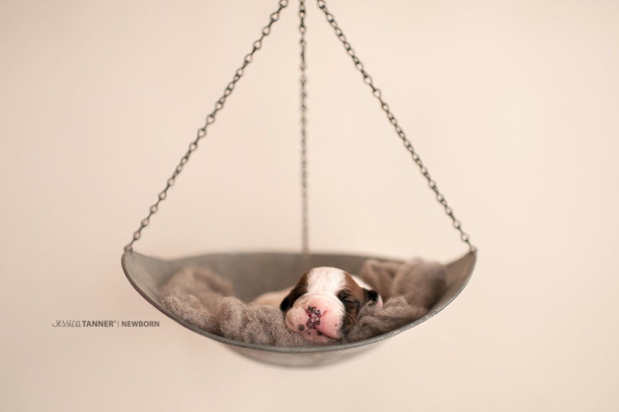 Newborn Photography Jessica Tanner Photography Atlanta Ga 10
