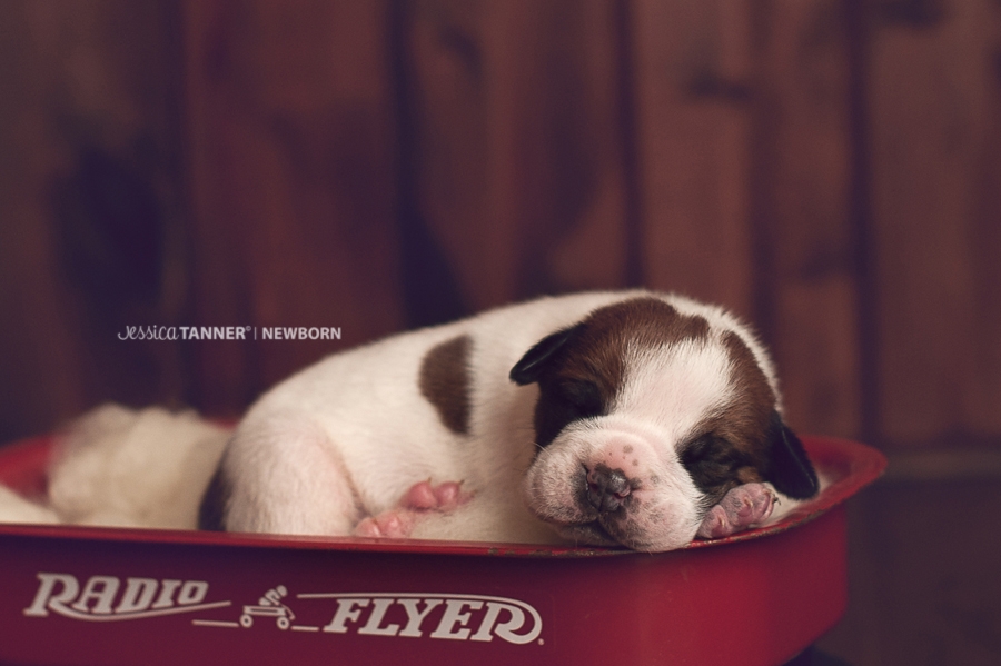 Newborn Photography Jessica Tanner Photography Atlanta Ga 13