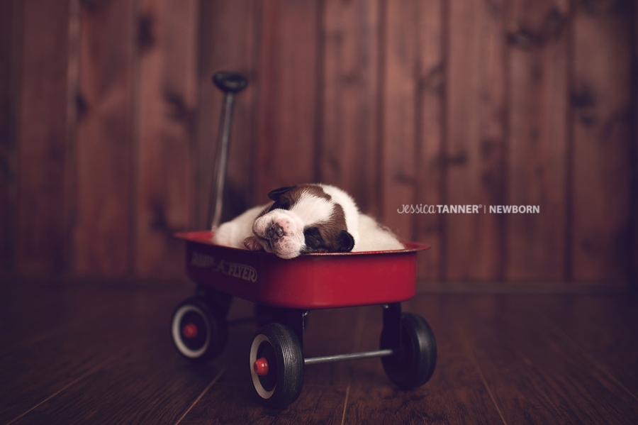 Newborn Photography Jessica Tanner Photography Atlanta Ga 15