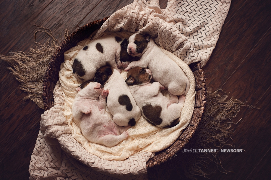 Newborn Photography Jessica Tanner Photography Atlanta Ga 16