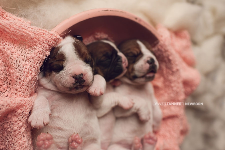 Newborn Photography Jessica Tanner Photography Atlanta Ga 17