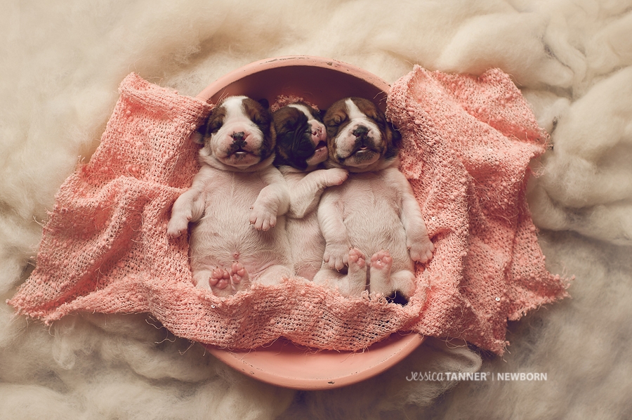Newborn Photography Jessica Tanner Photography Atlanta Ga 18