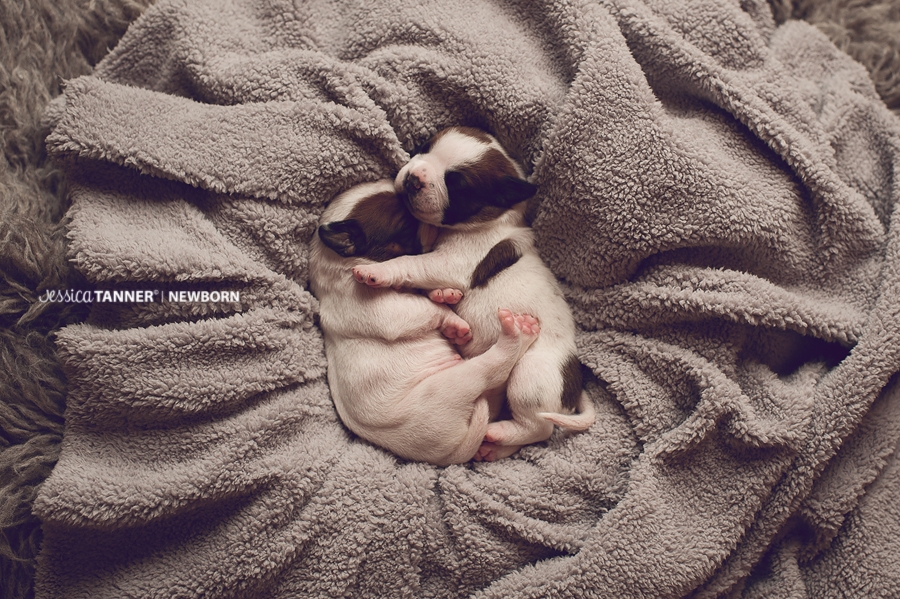 Newborn Photography Jessica Tanner Photography Atlanta Ga 19