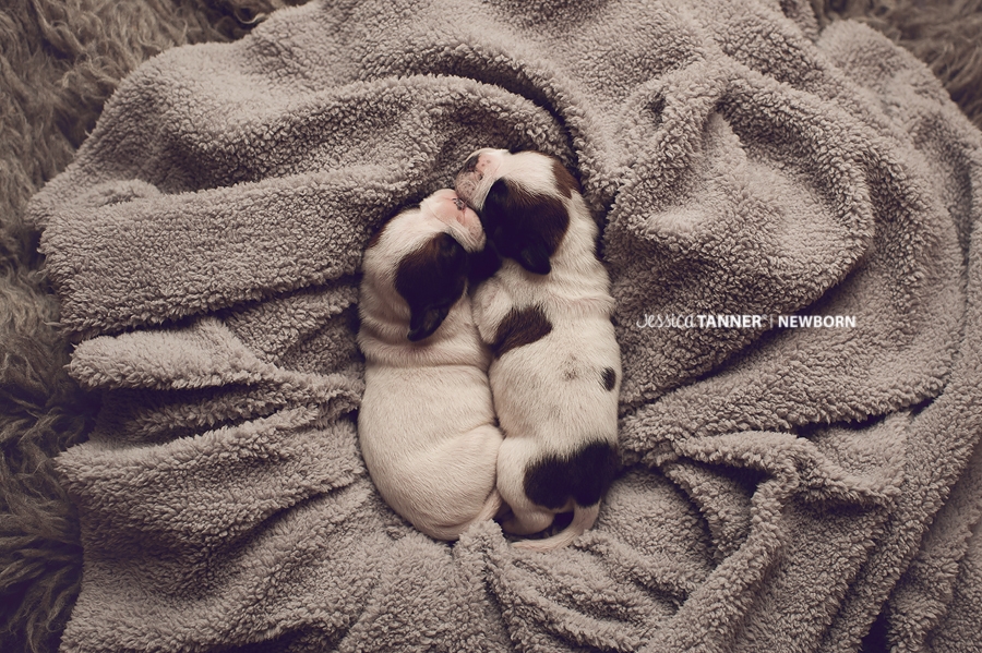 Newborn Photography Jessica Tanner Photography Atlanta Ga 21