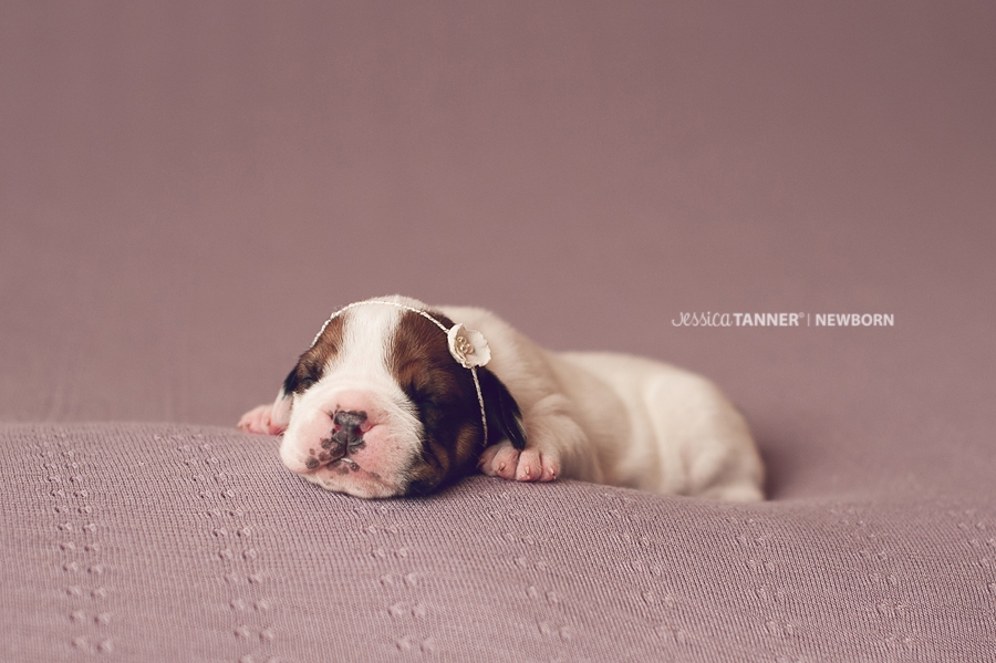 Newborn Photography Jessica Tanner Photography Atlanta Ga 22