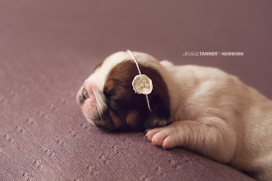 Newborn Photography Jessica Tanner Photography Atlanta Ga 24