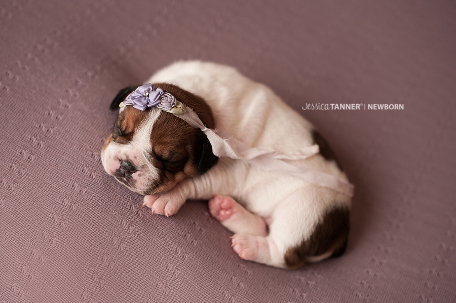 Newborn Photography Jessica Tanner Photography Atlanta Ga 26